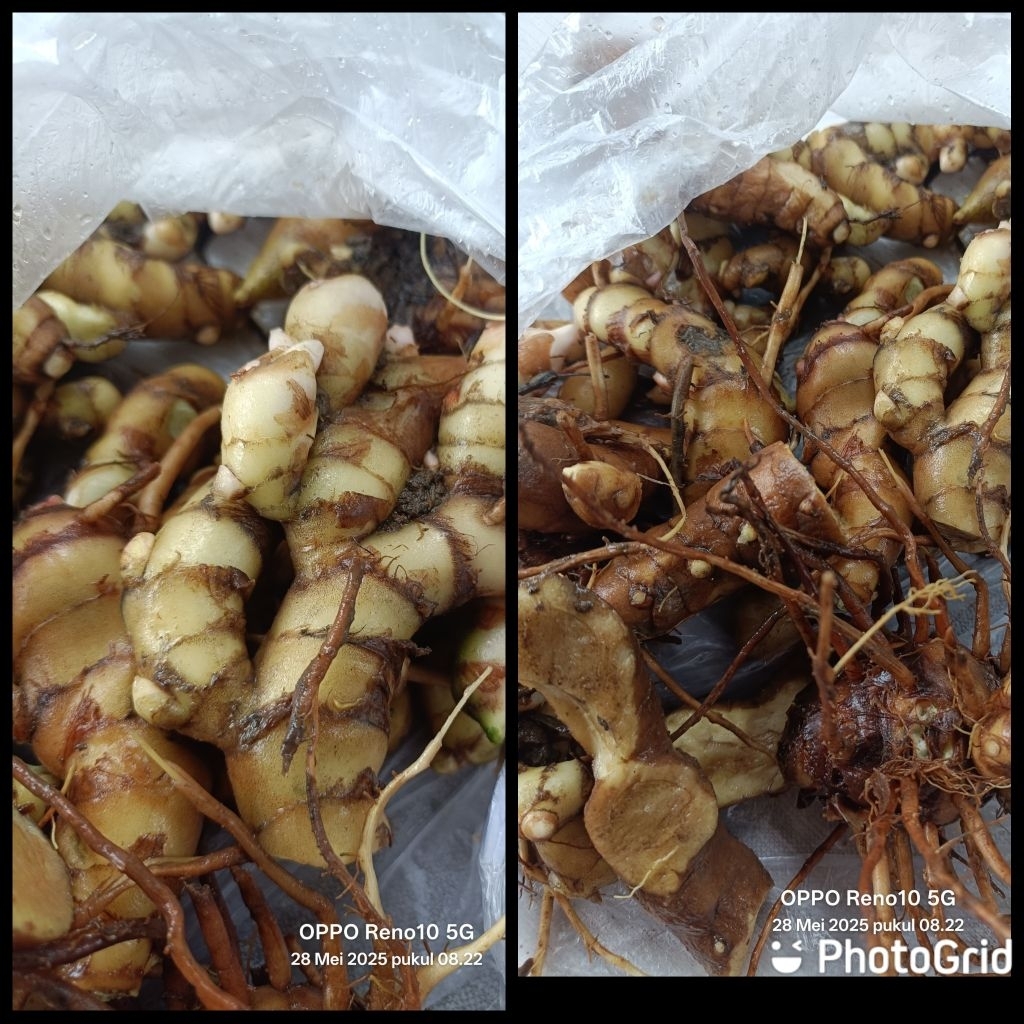 

temu Ireng 1kilo minuman herbal kesehatan