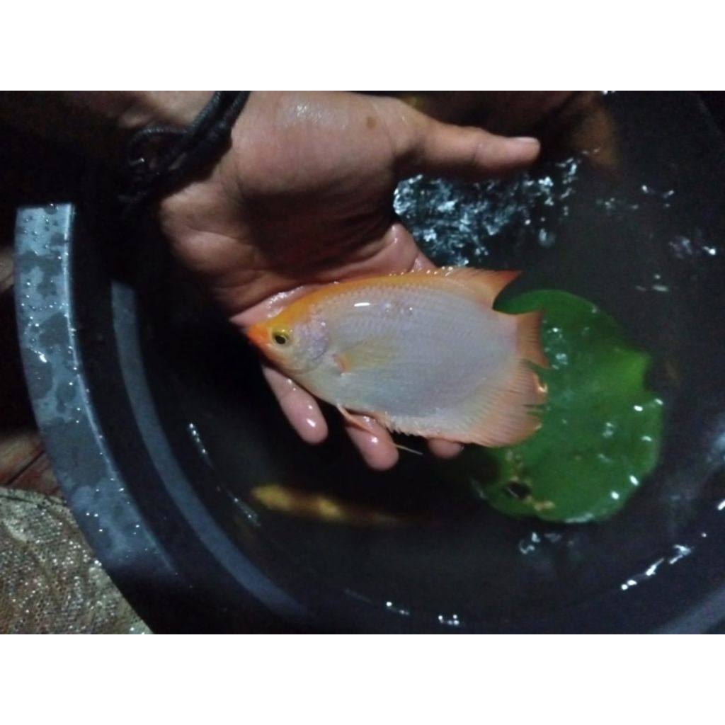 Ready bibit ikan gurame padang ukuran nyuper paket isi 1 ekor