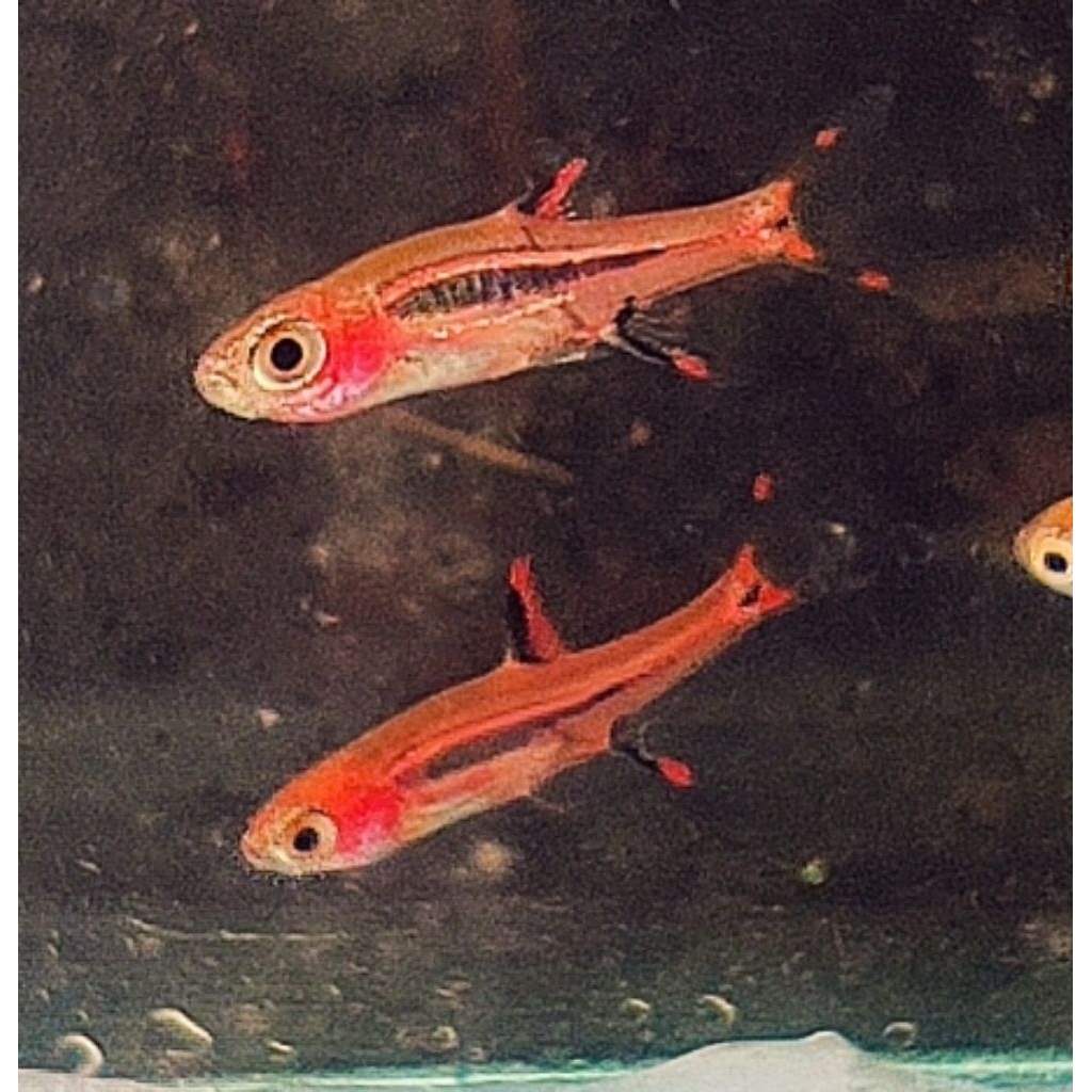 Khusu Male Chili Rasbora || Boraras brigittae