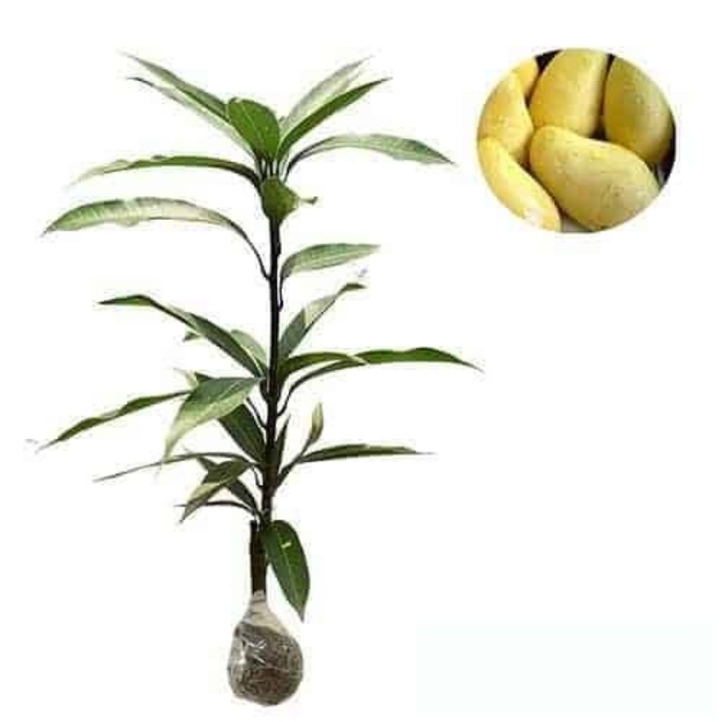 Bibit Buah Mangga Chokanan Okulasi Siap Tanam