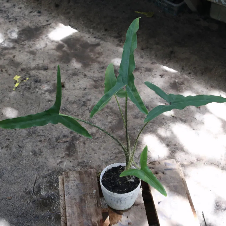 Alocasia Sp. Tigrina