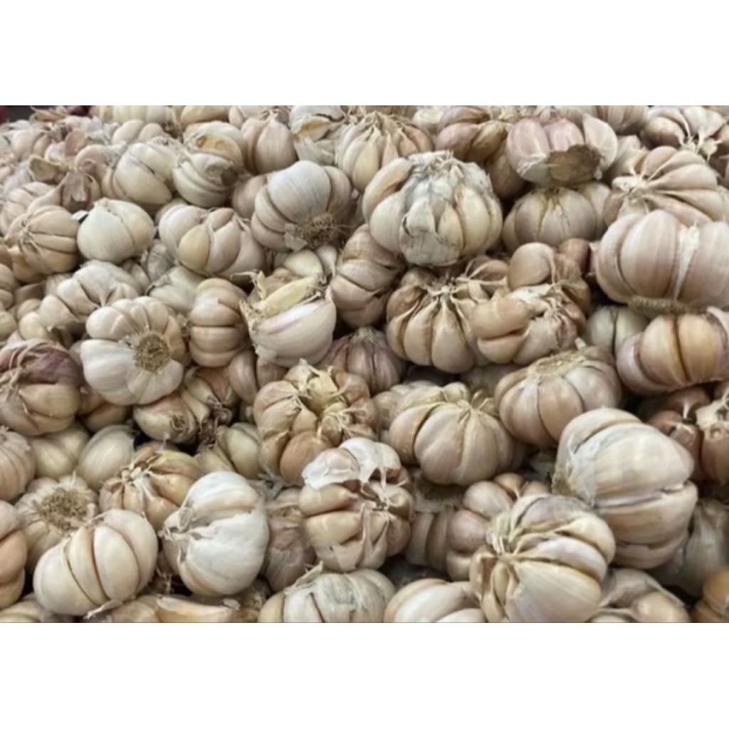 

bawang putih bersih 1 kg