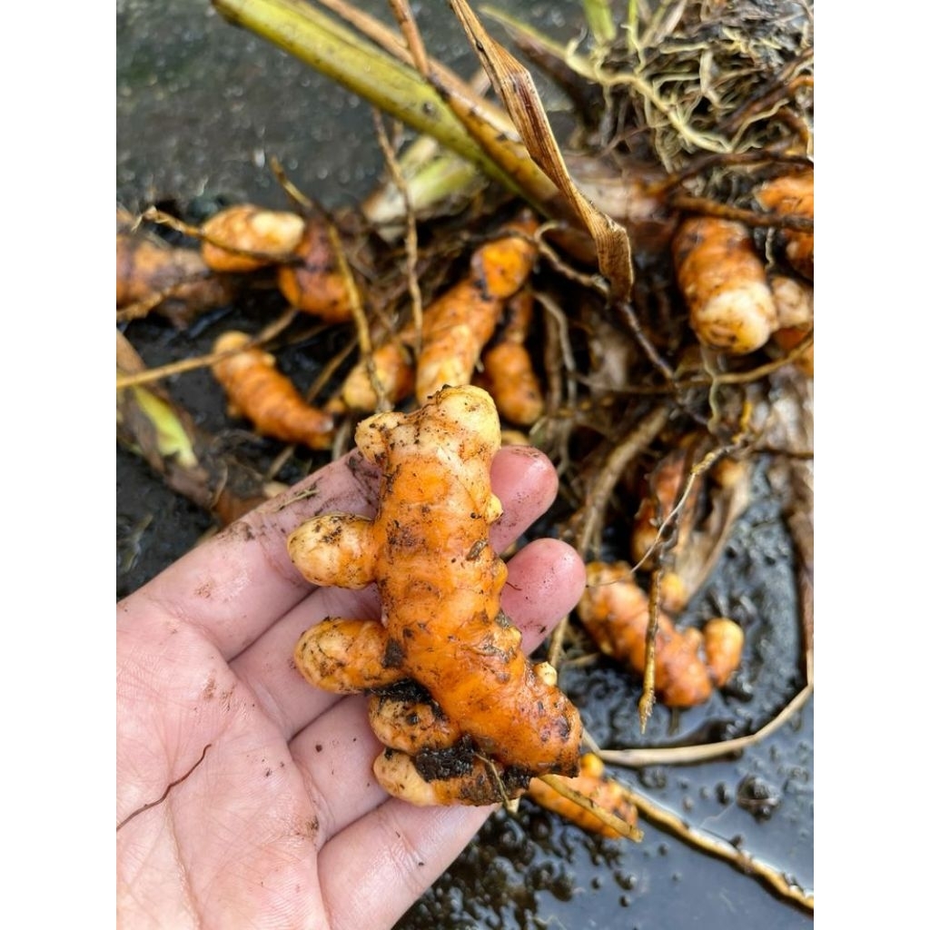 

Kunyit Segar Hasil Panen Petani Langsung!