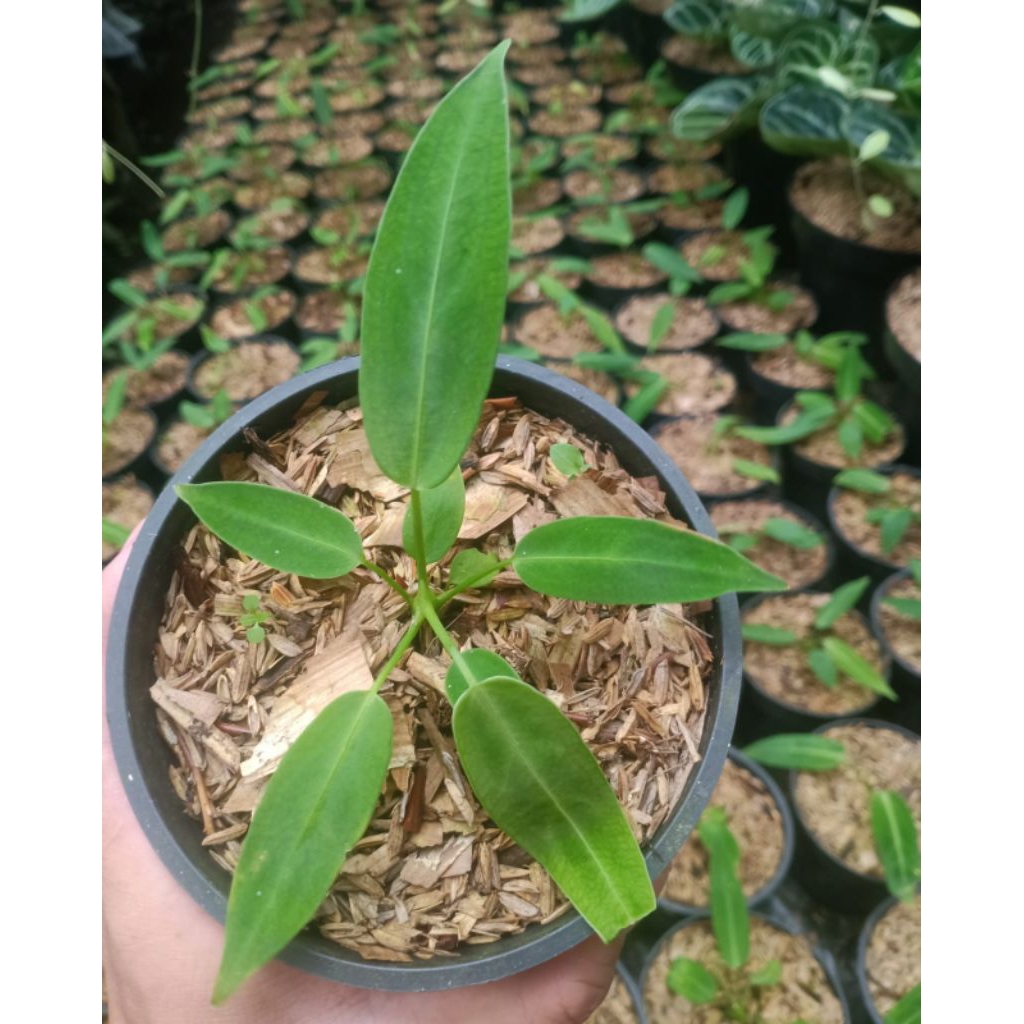 Anthurium lidah gajah