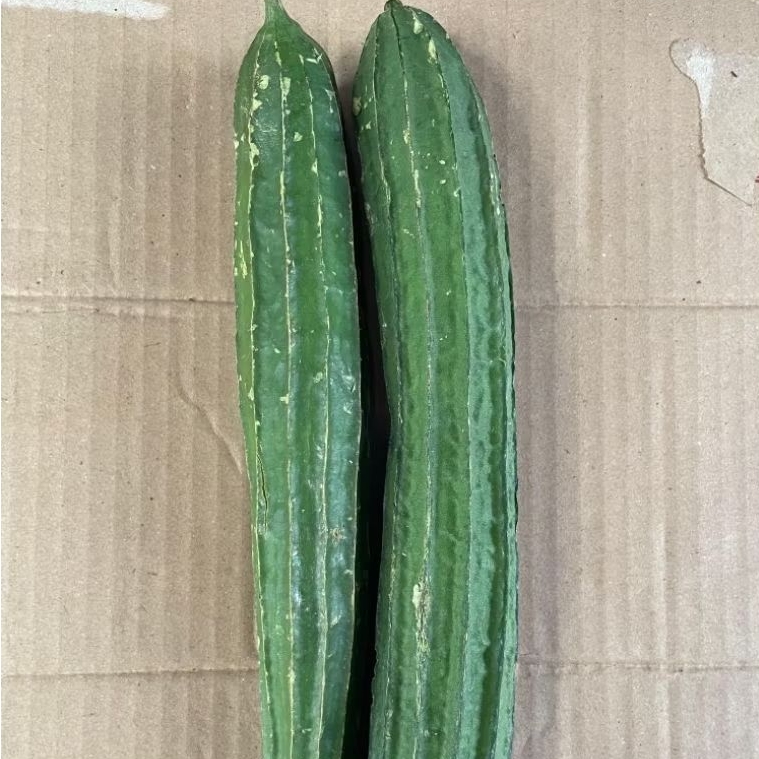 

KIRIM INSTAN oyong untuk sayur