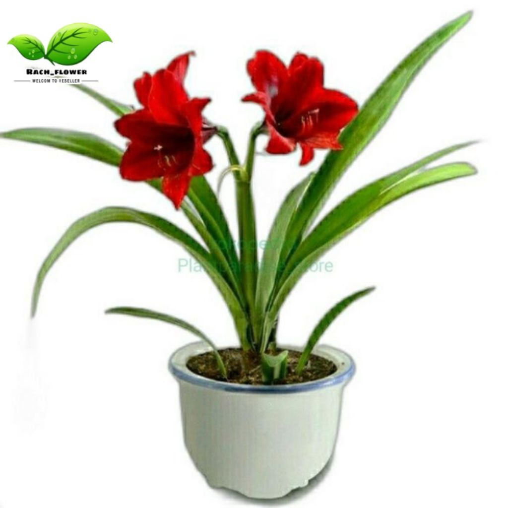 Tanaman hias Bakung amarilis bunga merah |Bunga Bakung Amaryllis merah