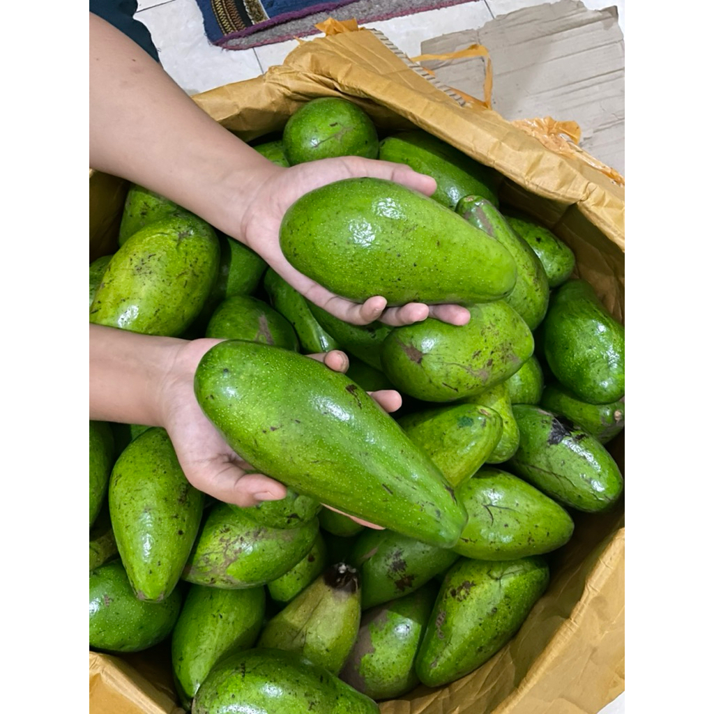 

Alpukat Siger Super Unggulan