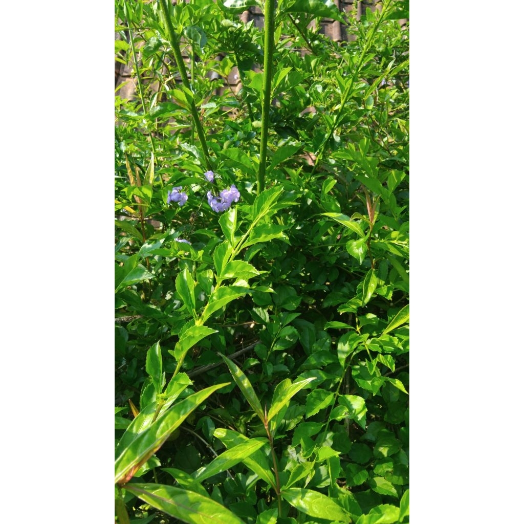 

Promo Daun beluntas segar alami 500 gram