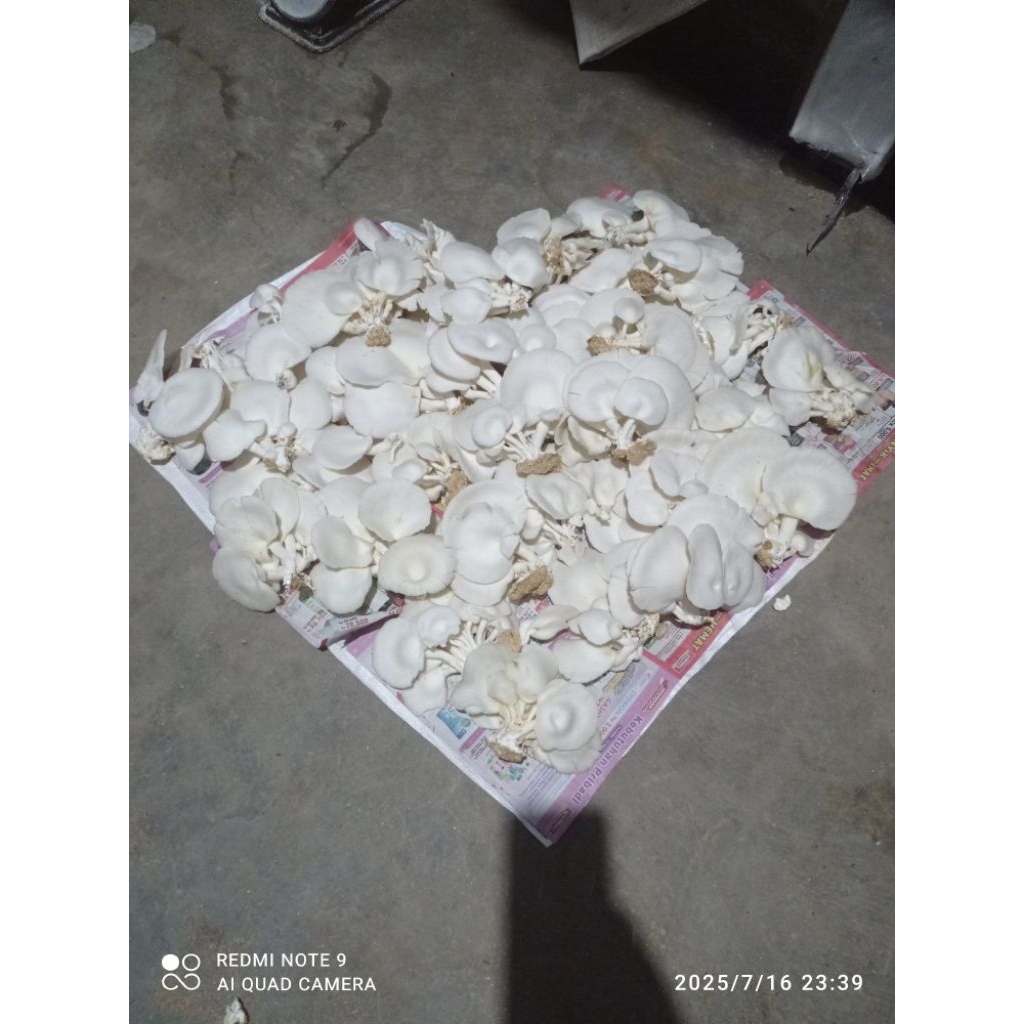 

jamur tiram hara /kg