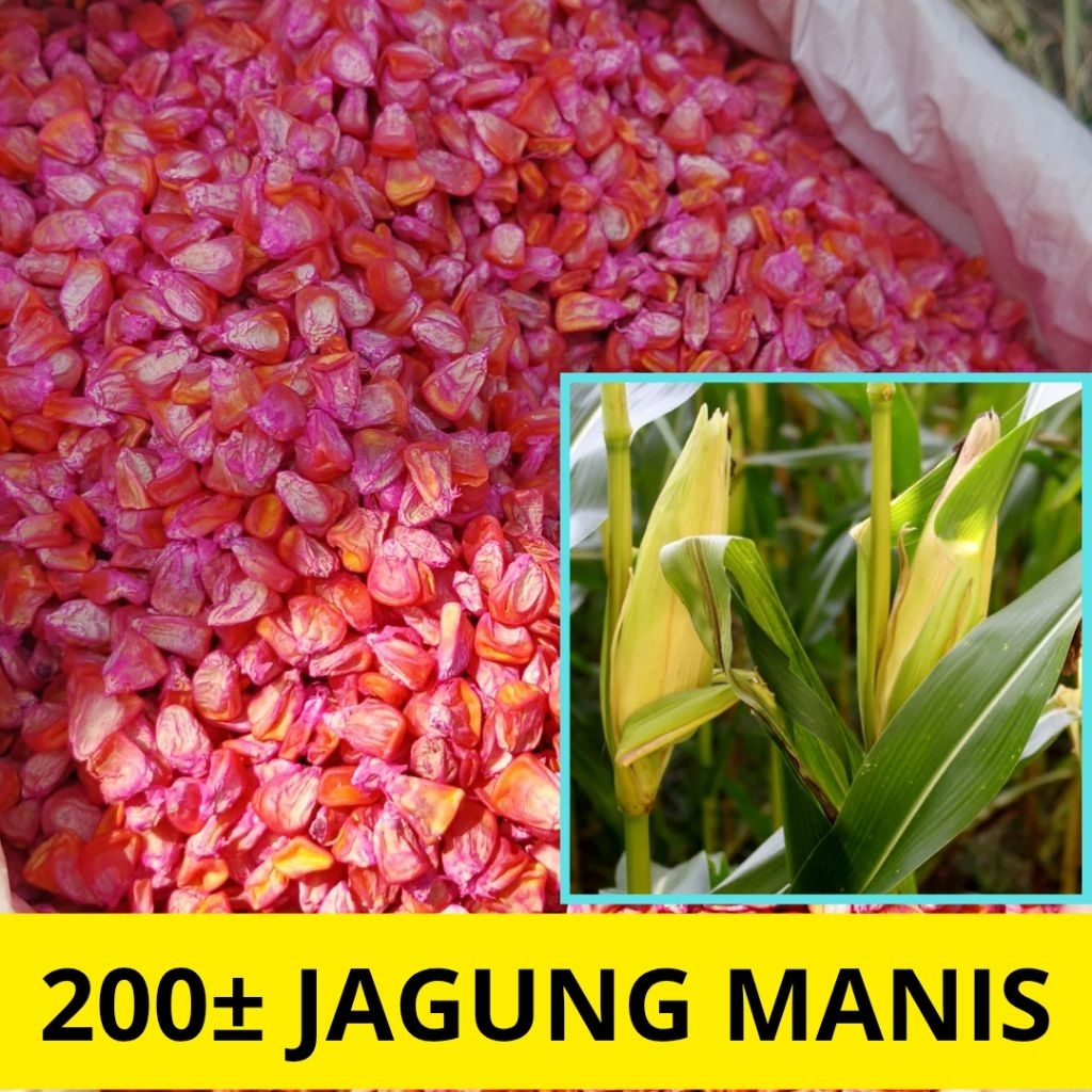 

biji jagung manis 200±biji