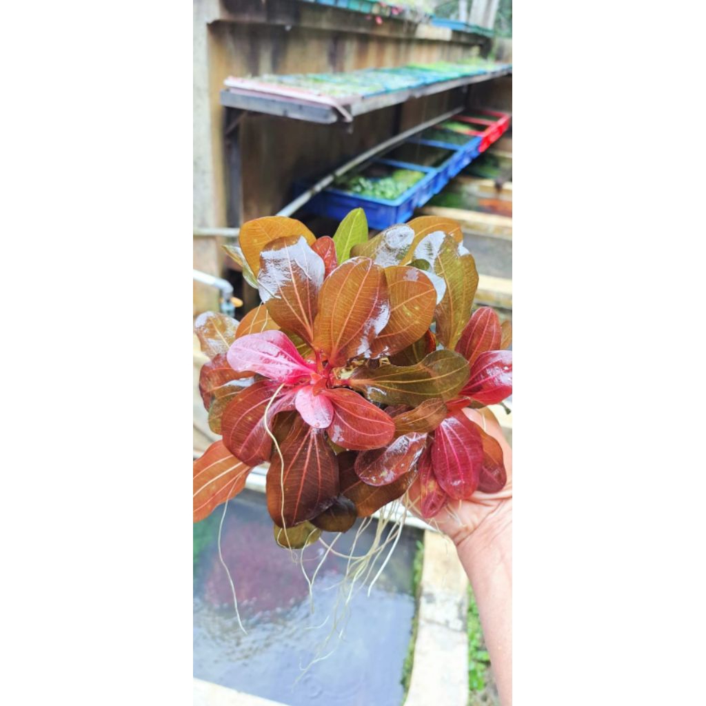 TANAMAN ECINODORUS IGUAZU RED