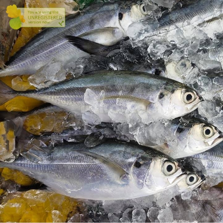 

Ikan Tengkek Segar Ikan Tengkek 1Kg