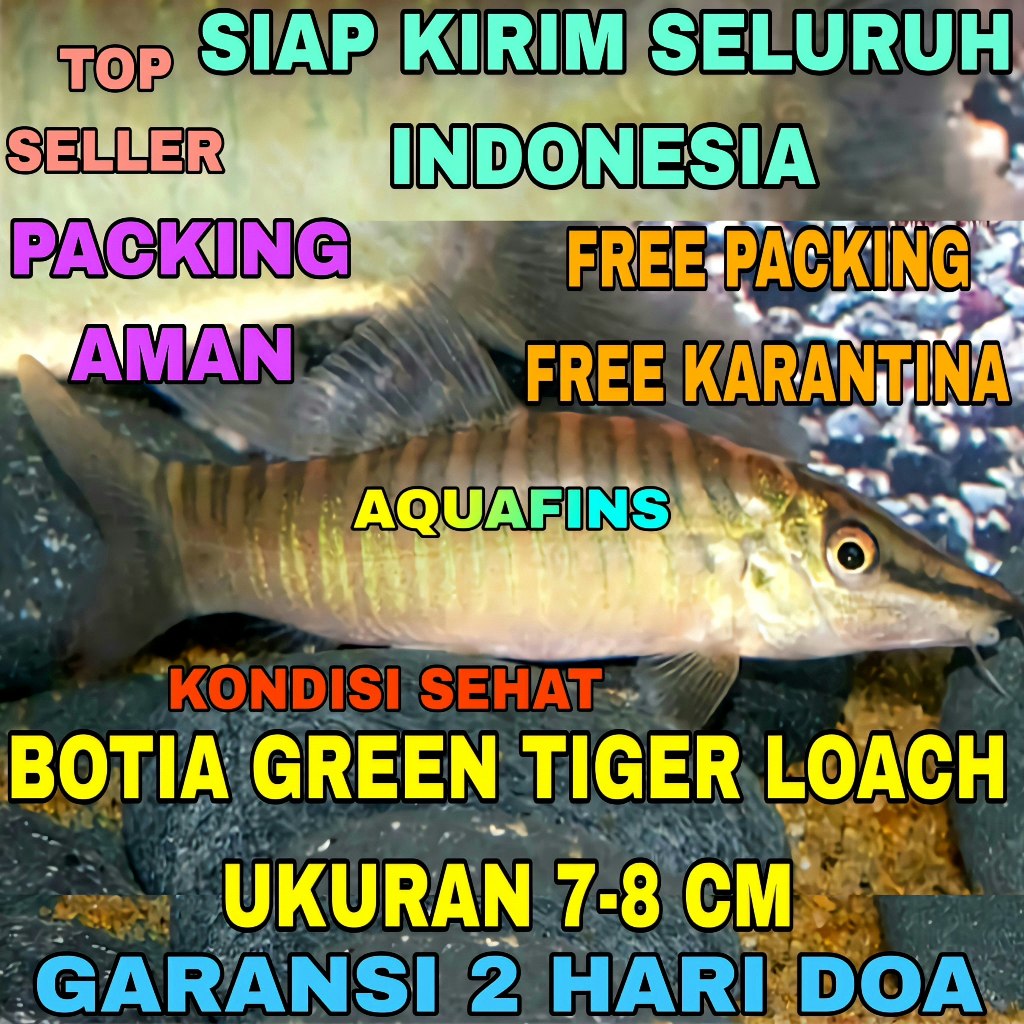 HIASAN BOTIA GREEN TIGER LOACH SYNCROSSUS HYMENOPHYSA UKURAN 7-8 CM