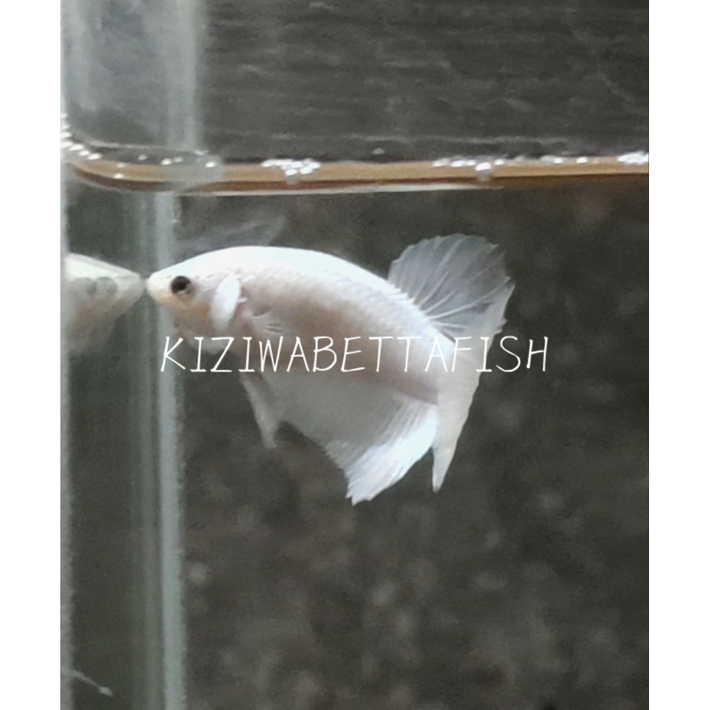 CUPANG WHITE PLATINUM