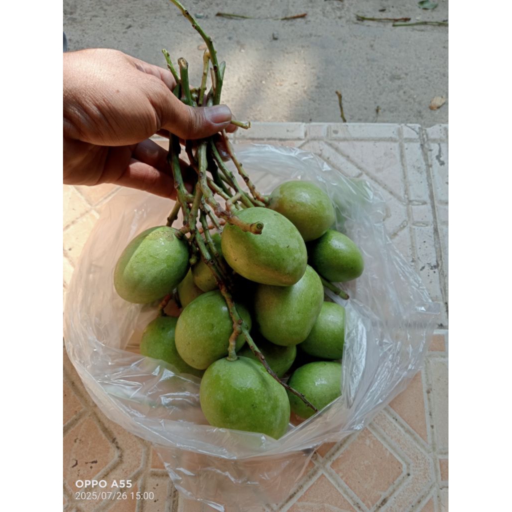 

Mangga rujak mini/pancit campur kriuk fresh 1kg isi 6-10