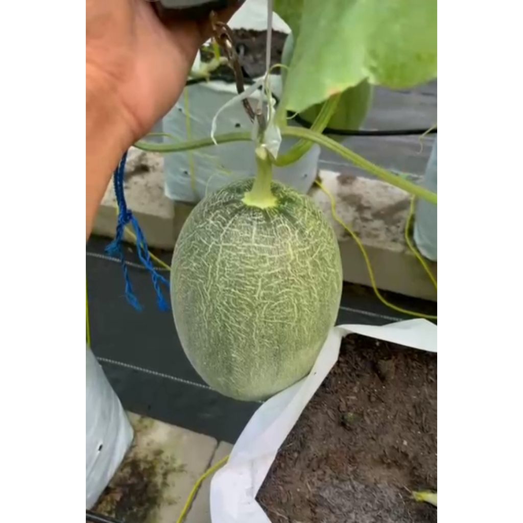 

Sweat Hami Melon premium Berat 1 Kg