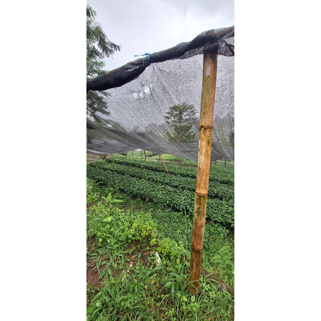 

Bibit Tanaman Kopi Arabika dan Robusta bersertifikat