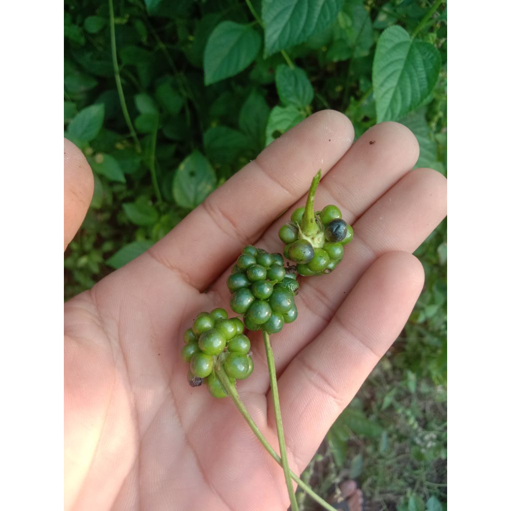 

buah telek buah telek telekan 100 gram