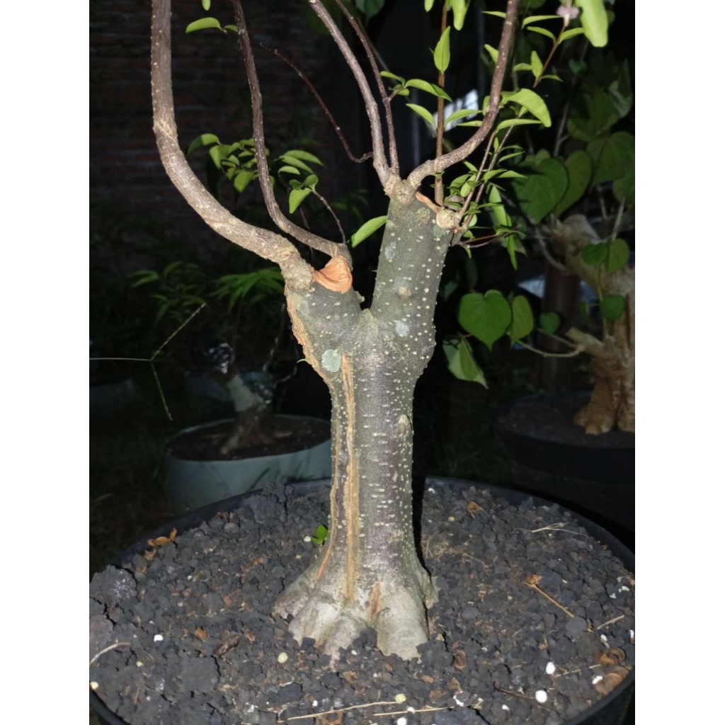 anting putri batang hitam