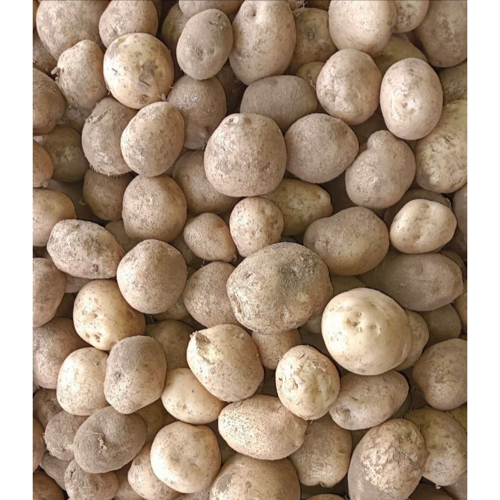 

Kentang sayur ABC premium