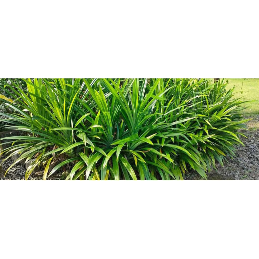 

daun pandan wangi 15 lembar 5000