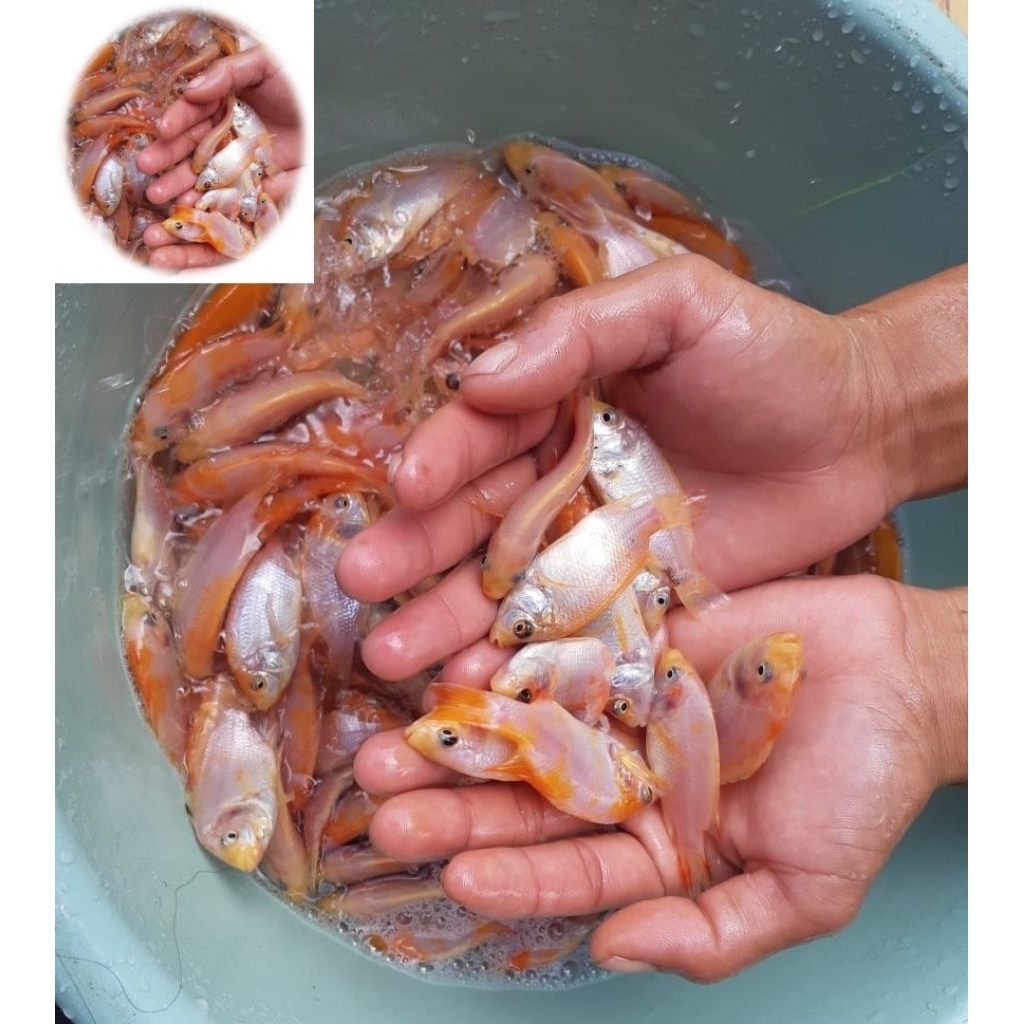 

Nila merah bangkok 4 cm" 50 Ekor