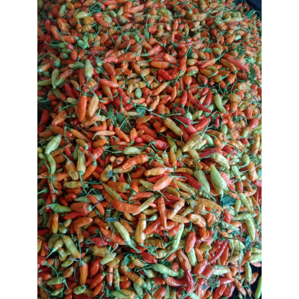 

Cabai rawit / cengek segar 250gr 500gr 1000gr