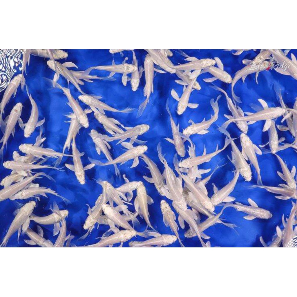 isian aquarium platinum kumpay 7-9