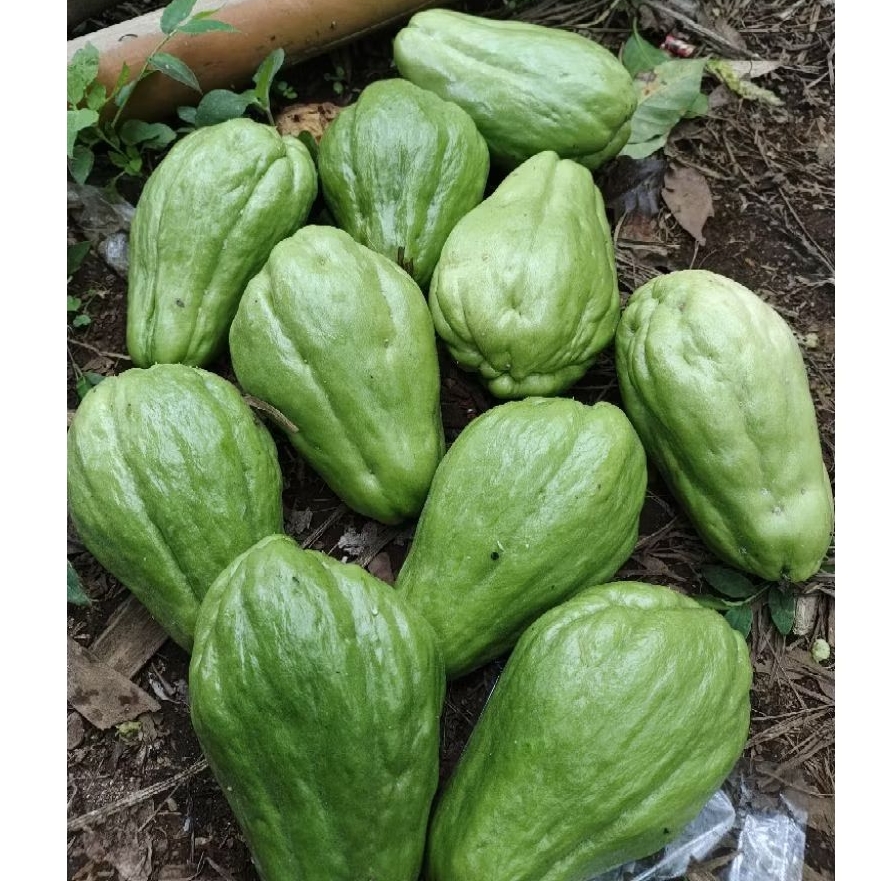 

Labu Siam Fresh Jumbo 1 Kg Langsung Dari Kebun