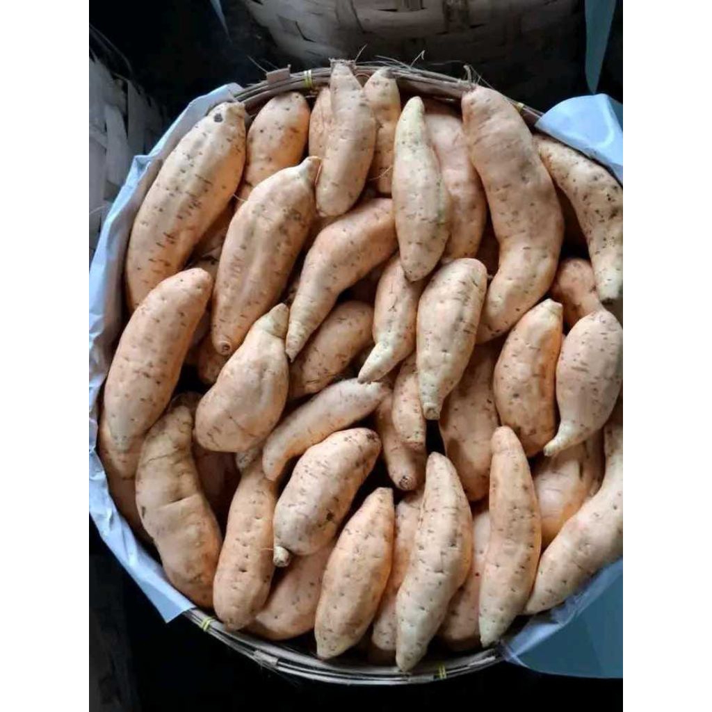 

ubi cilembu ukuran t,o mentahan 1kg 2kg 3kg