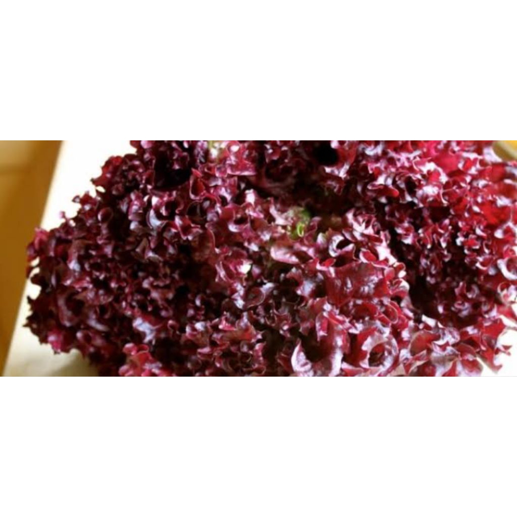 

sladamerah/lorosa 500gram