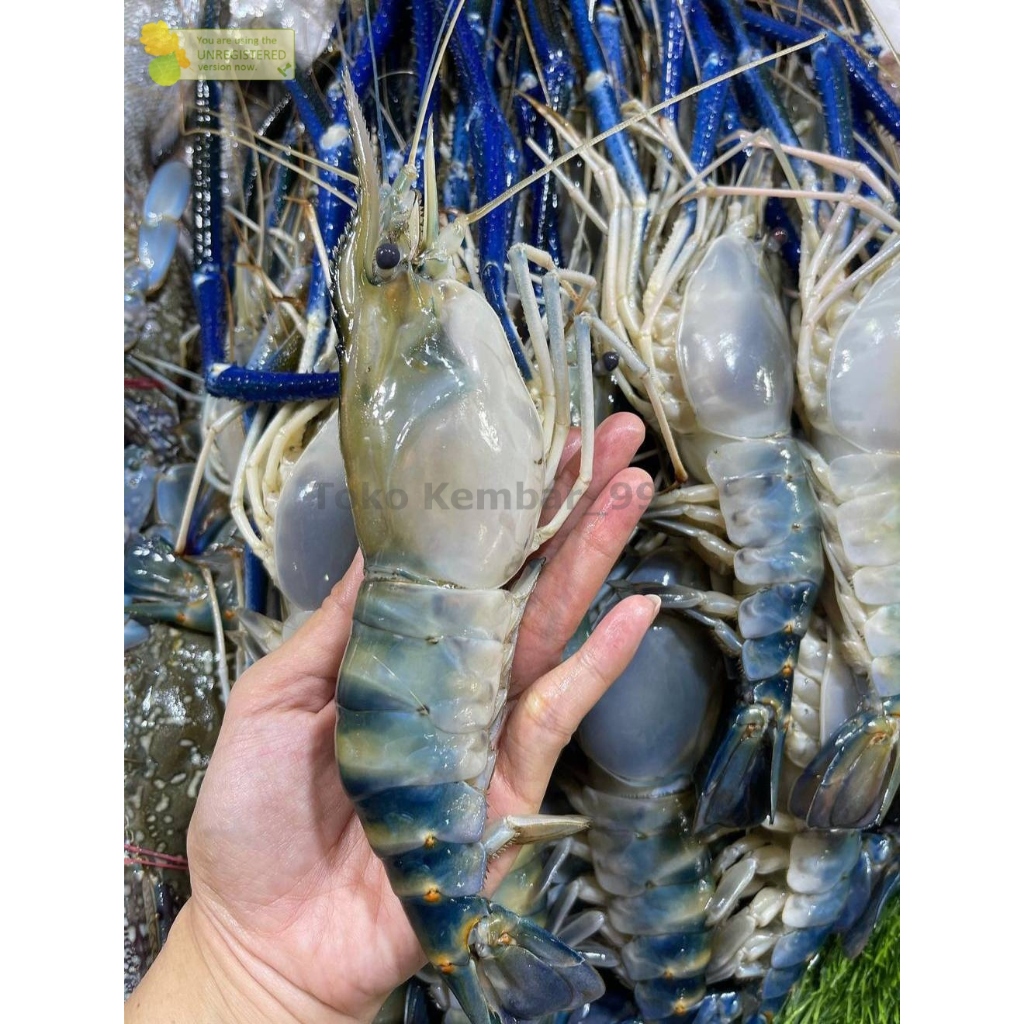 

Udang Galah Segar Udang Gala 1Kg