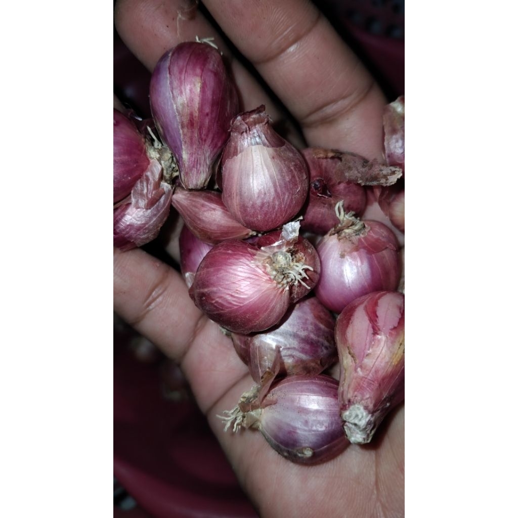 

Bawang merah ukuran sedang