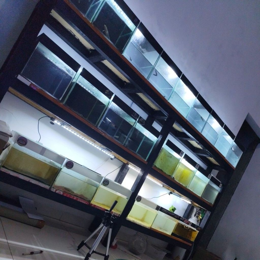 limbata cb lawu rim tebal