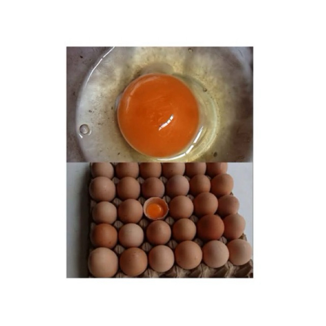 

telur ayam kampung omega3 1pack