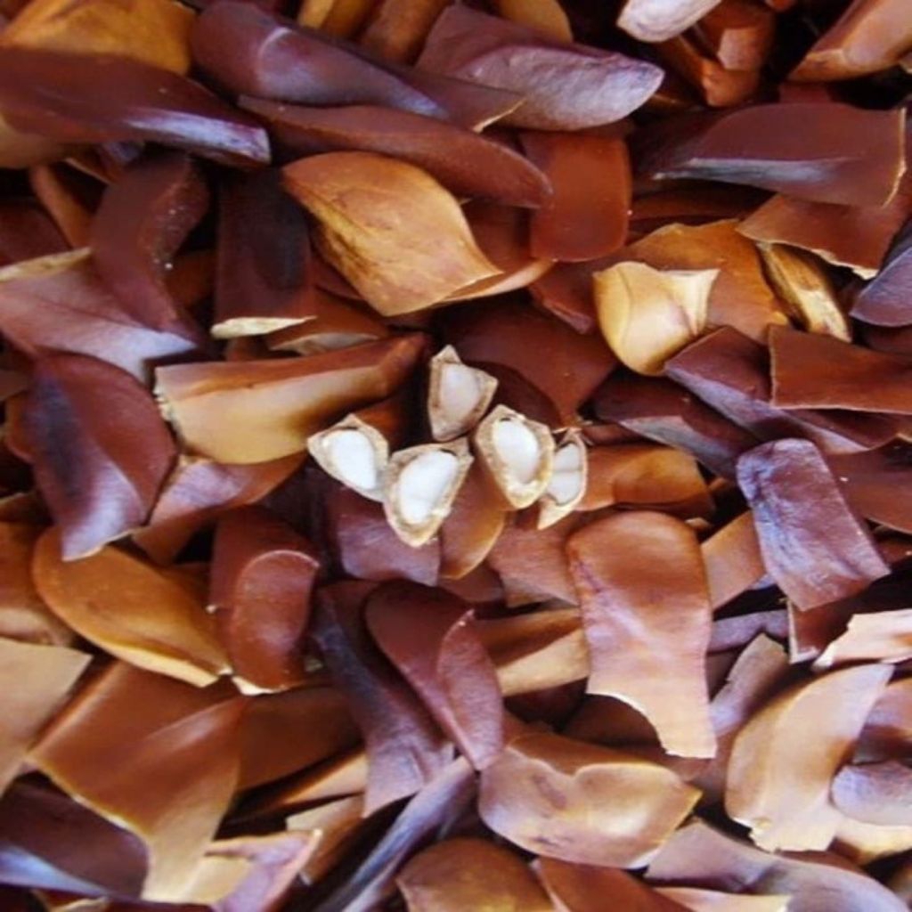 

Promo 200g Biji Mahoni premium murah