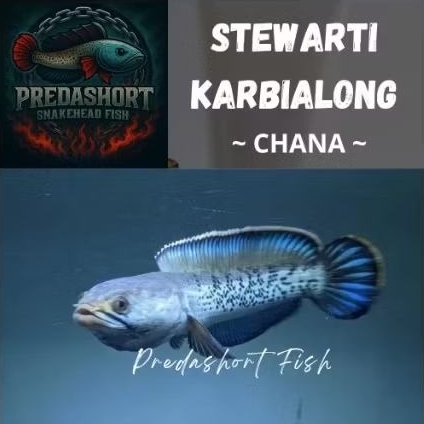 Sellyliavitaliavita (Chana) Stewarti Karbialong Bahan Full Dot