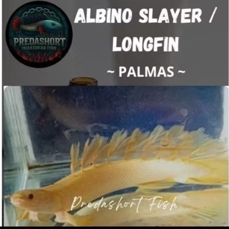 (palmas) senegalus albino slayer/longfin