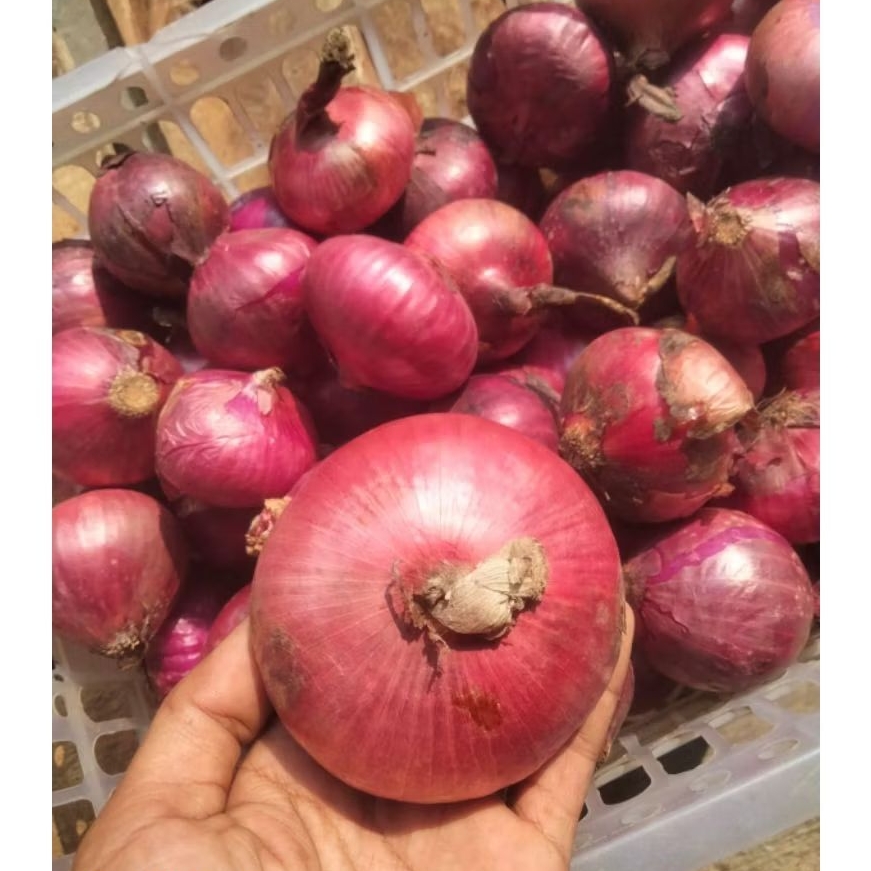 

BAWANG MERAH MUDA 1 KG