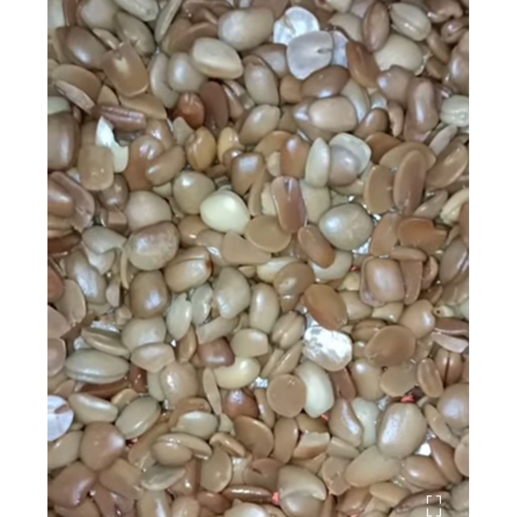 

500 gram biji asem yang sudah dikupas kulitnya