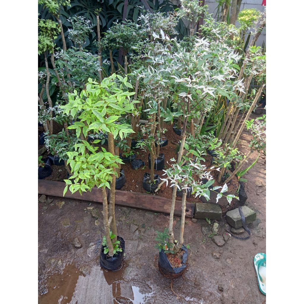 2pohon bonsai anting Putri kuning  dan anting Putri salju cantik bonsi