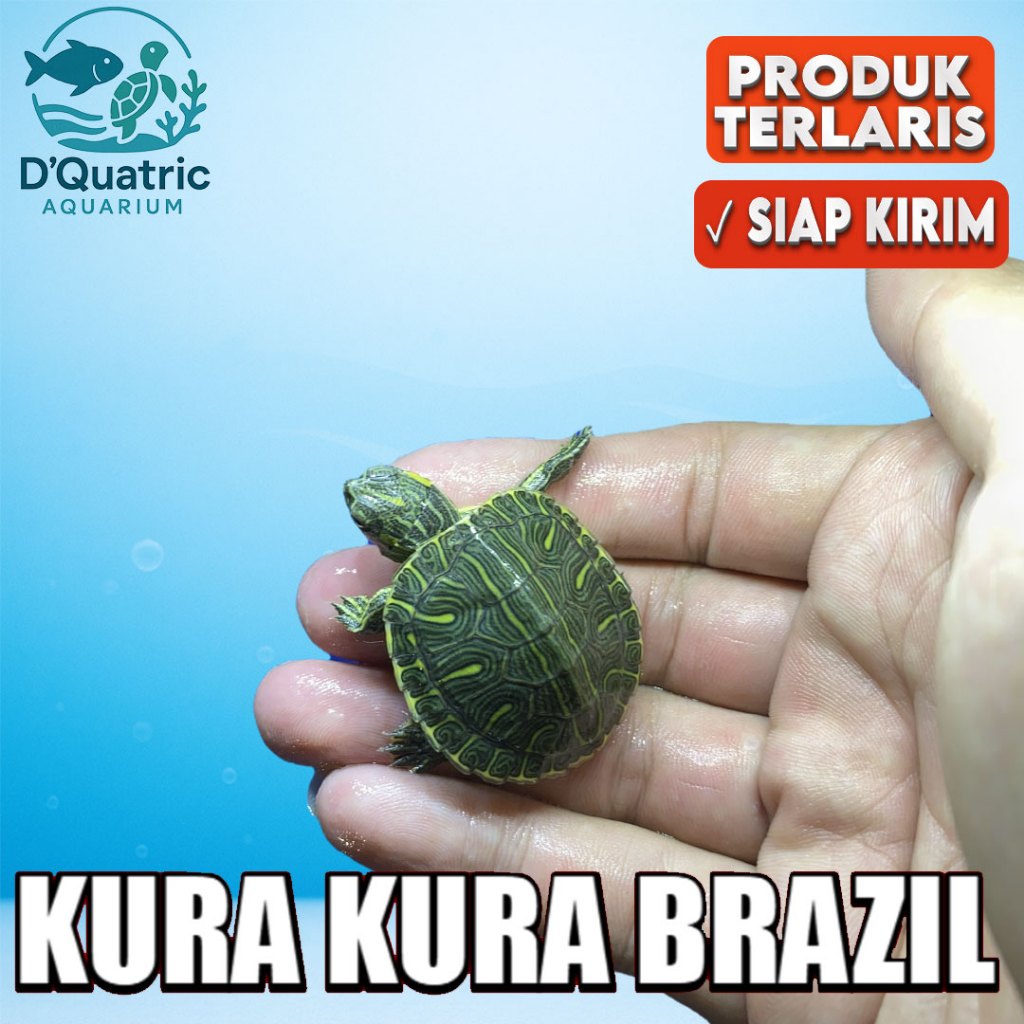 Kura Kura Brazil hiasan buat aquarium