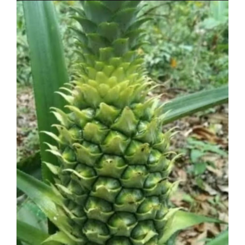 

BUAH NANAS SUPER PRESEH BISA COD