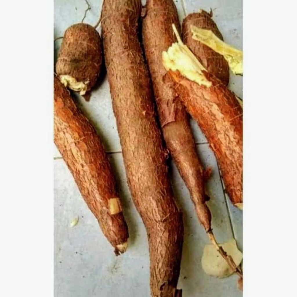 

singkong mentega kuning pulen 1kg