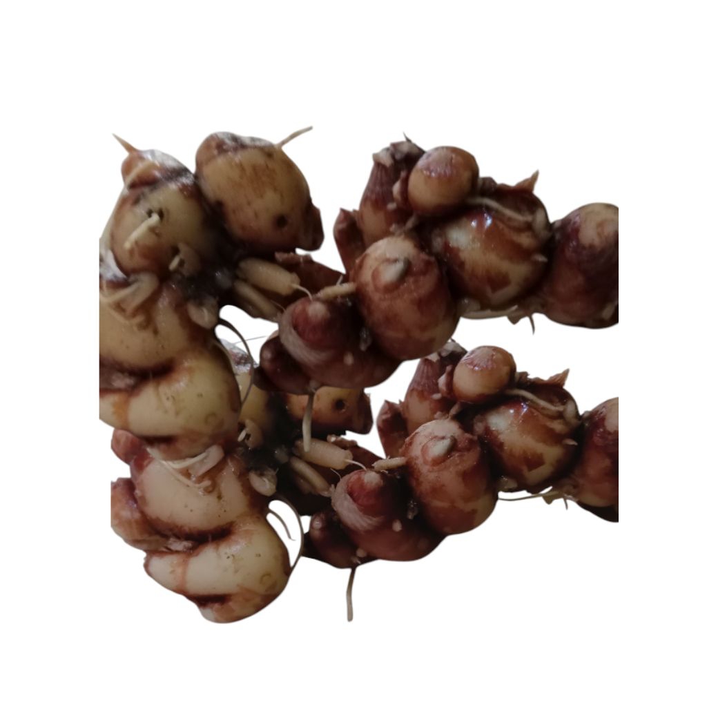 

kencur fres 1kg cikur 1kg murah rempah tradisional