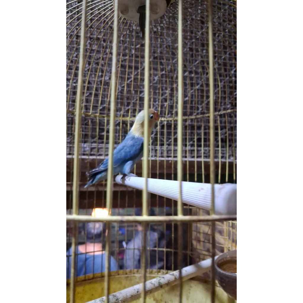 lovebird Biola blue pilihan