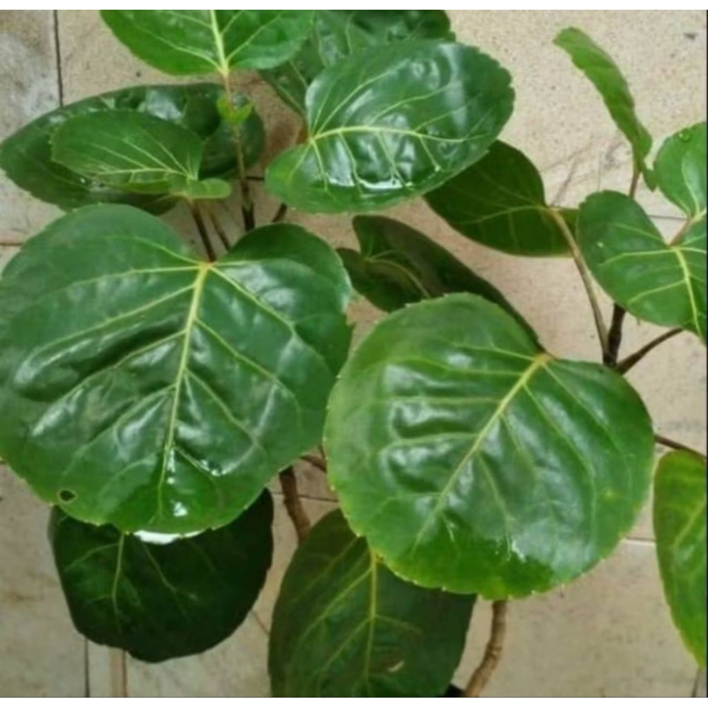 

Daun mangkokan / daun mangkok segar fresh paket 200 gram READY STOCK