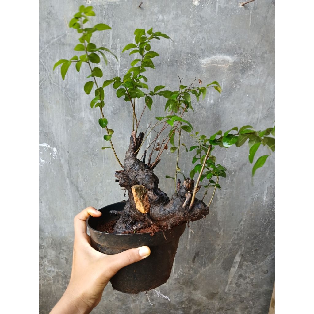 Bonsai Mustam mame