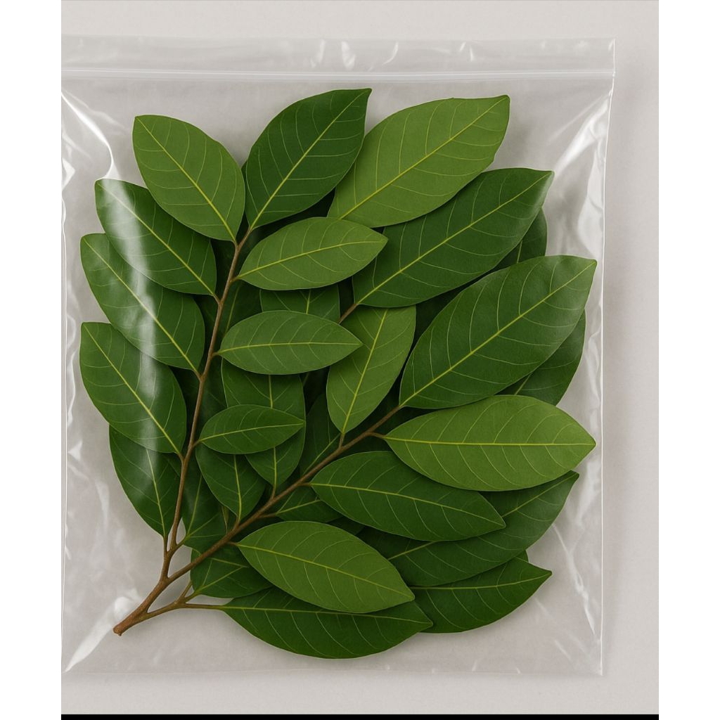 

Daun Kelengkeng segar untuk kesehatan