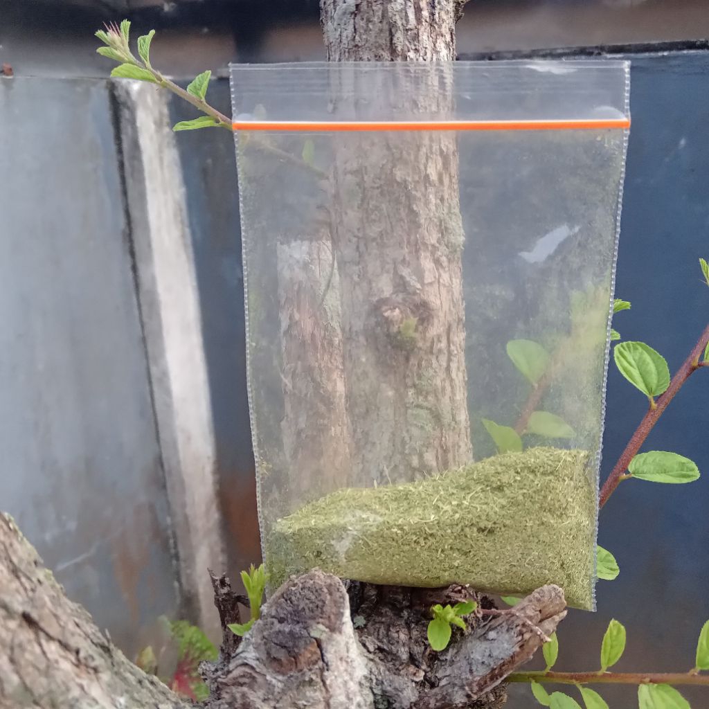 

bubuk alami dari daun mangga